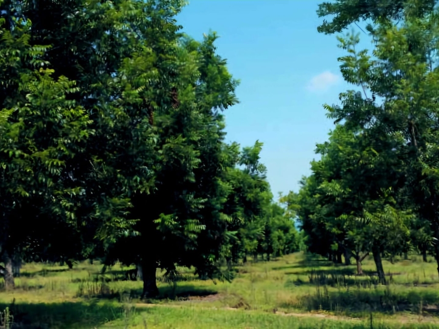Commercial Property for Sale in Kimberley Rural Northern Cape